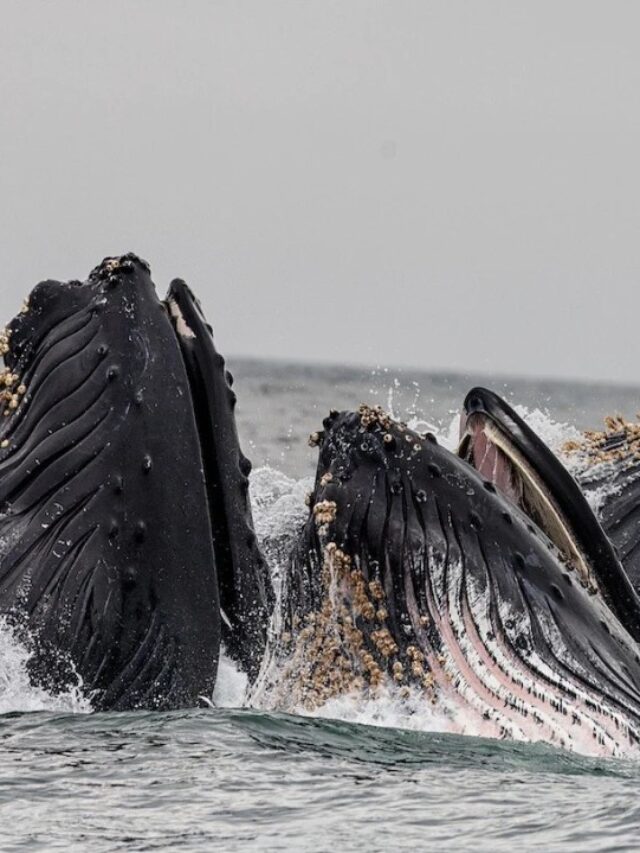 Unlocking the Mysteries of Whale Songs